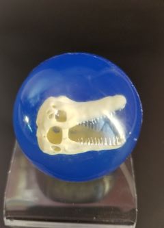 High-bounce rubber ball with dinosaur skull inside – Dinosaur Fossil High-Bounce Ball
