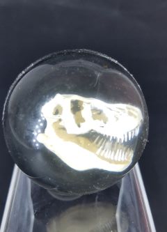 Grounded Lifestyles Products Fossil T Rex Dinosaur Ball