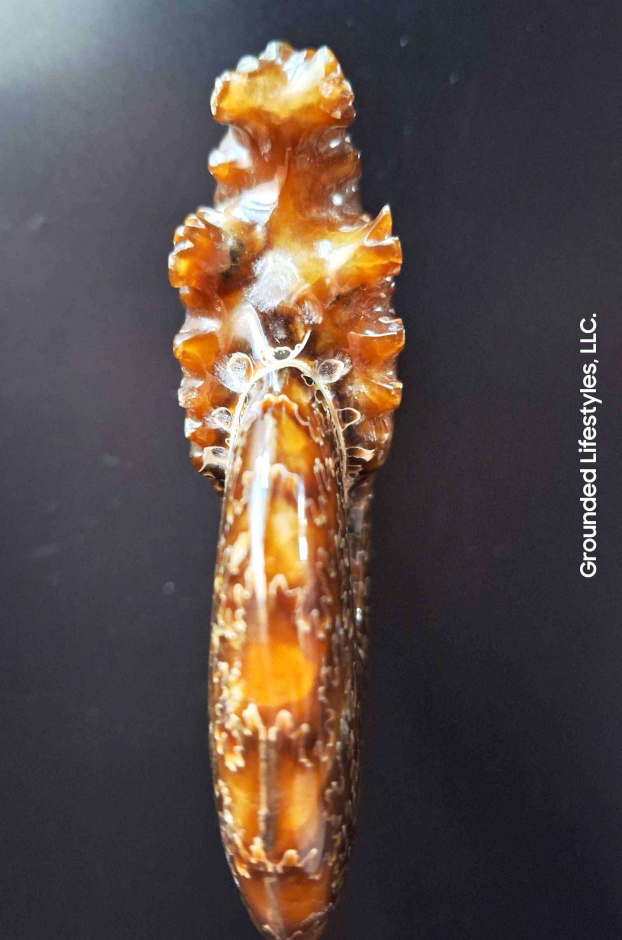 End Chambered Ammonite Grounded Lifestyles