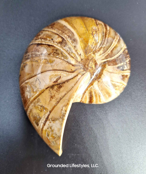 Nautilus Grounded Lifestyles