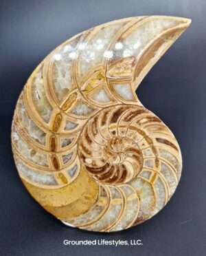 A+ Grade Nautilus fossil specimen from Majunga Madagascar, 4.5×3.25×1.25 in