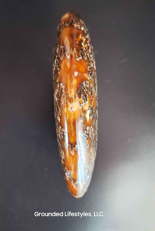 End Chambered Ammonite Grounded Lifestyles