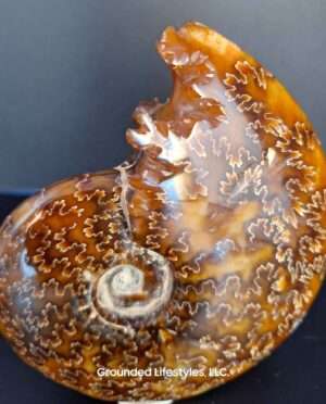 End-chambered ammonite fossil specimen, Majunga, Madagascar, approx 4.25 inches