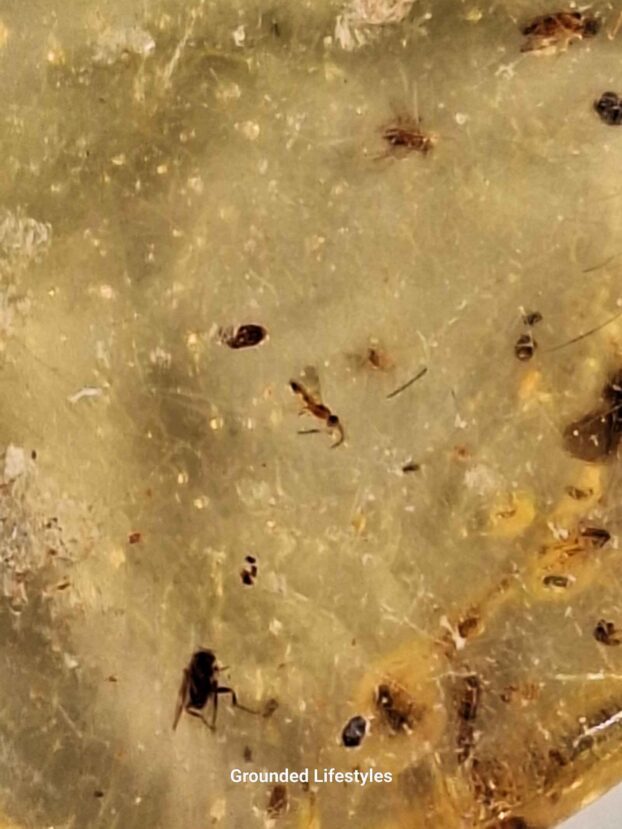 Natural Copal Resin from Madagascar Specimen - Image 4