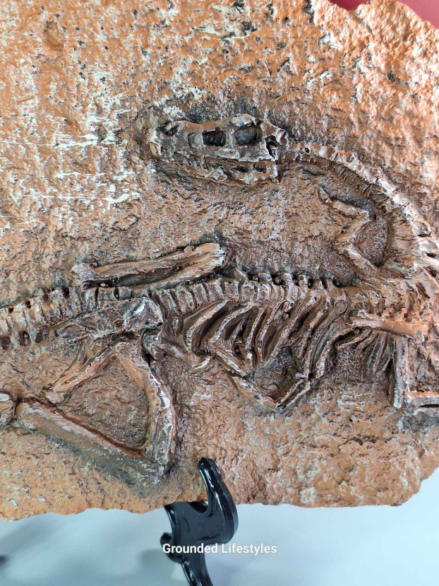 Dinosaur Skeleton Replica Plaque Fossil Cast Display - Image 2