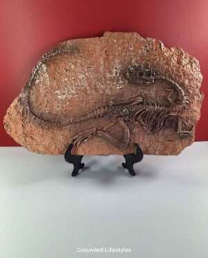 High-quality dinosaur skeleton plaque—museum-style cast