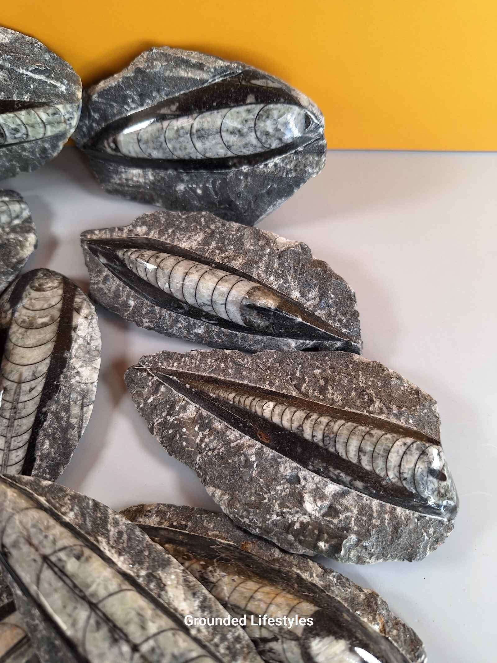 Orthocerius Lot D9 - Image 2