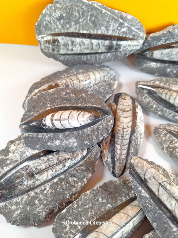 Orthocerius Lot M9 - Image 3