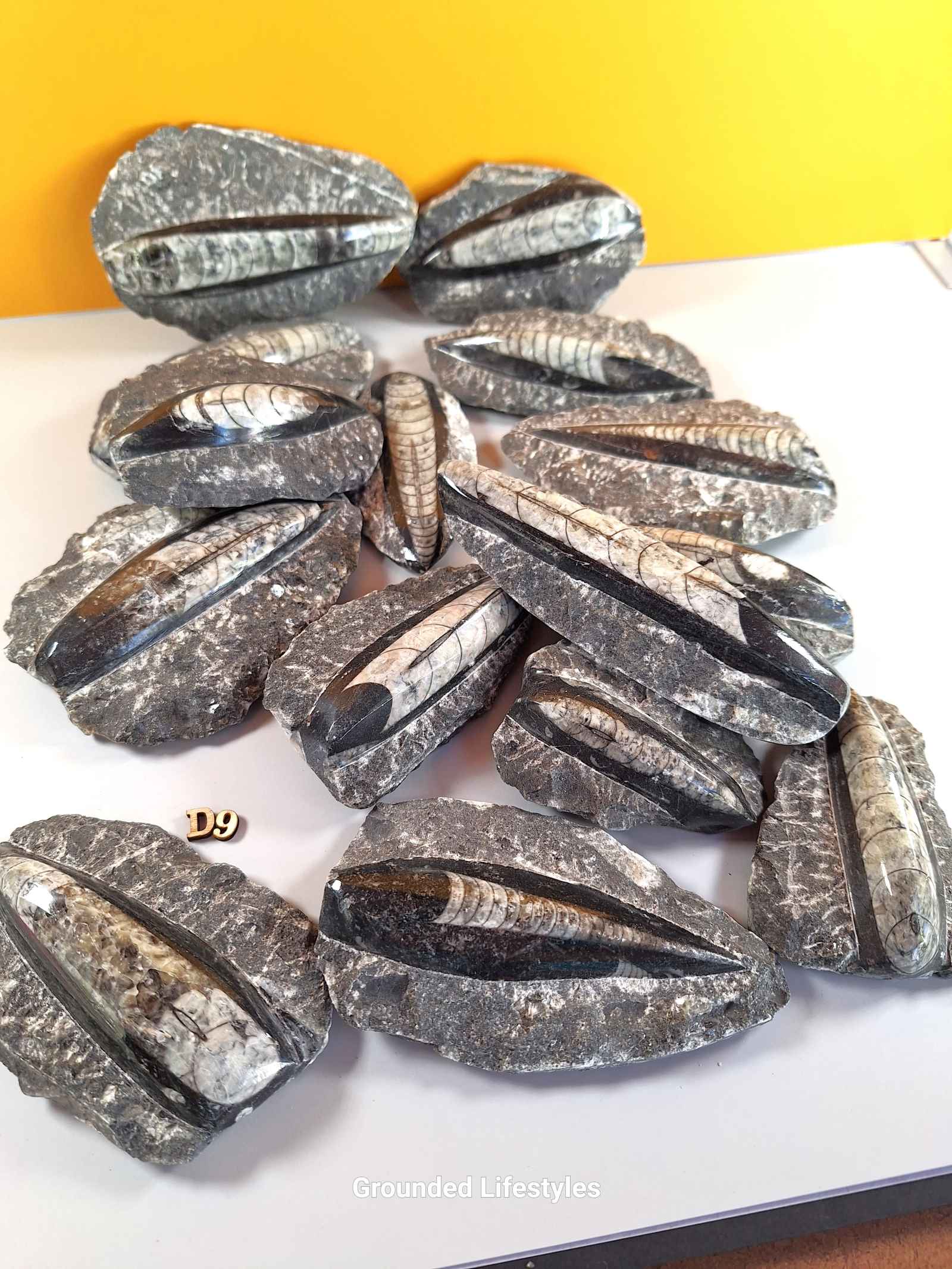 Orthocerius Lot D9