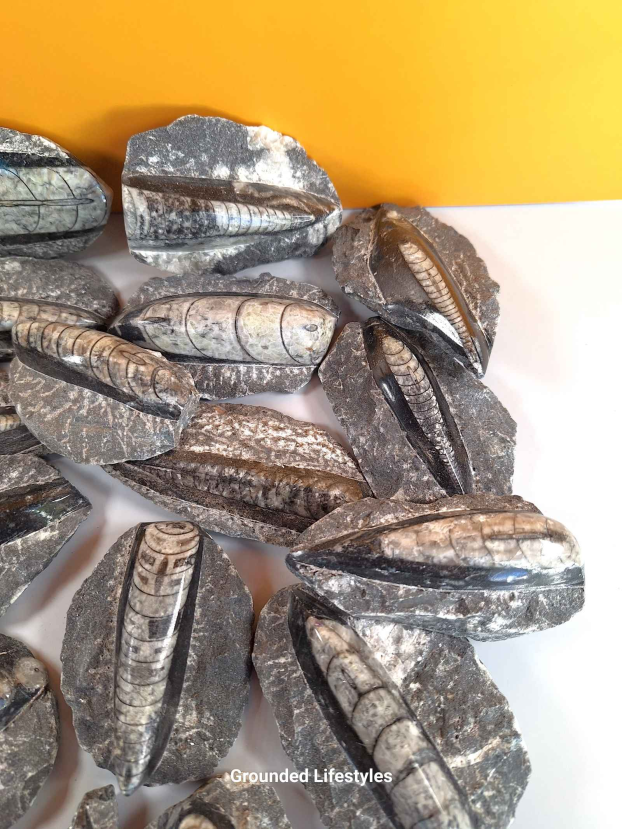 Orthocerius Lot K9 - Image 2