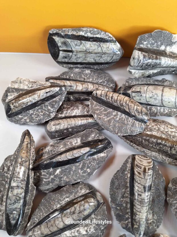 Orthocerius Lot K9 - Image 3