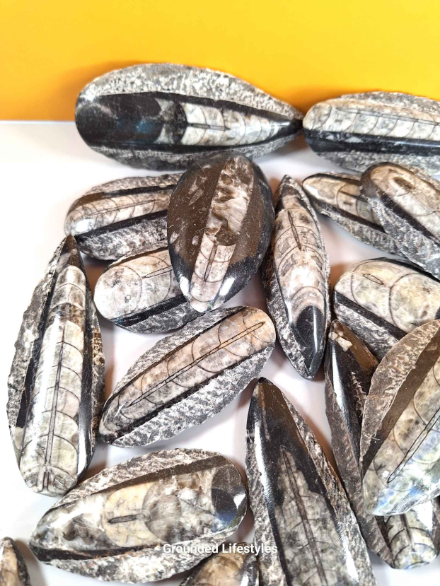 Orthocerious R9 Lot - Image 2