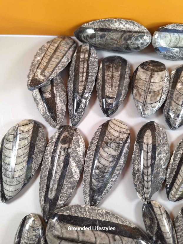 Orthocerius Lot X9 - Image 2