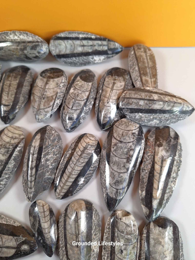 Orthocerius Lot X9 - Image 3