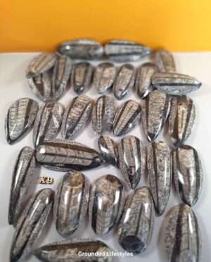 Orthocerius fossil specimens – wholesale lot for display or resale