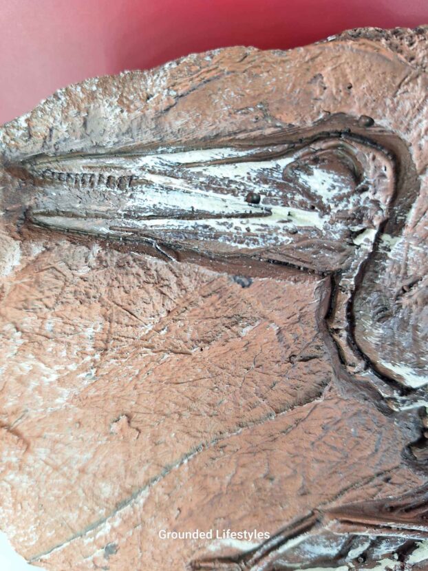 Pterosaur Skeleton Replica Plaque Easel Display Fossil Cast - Image 2