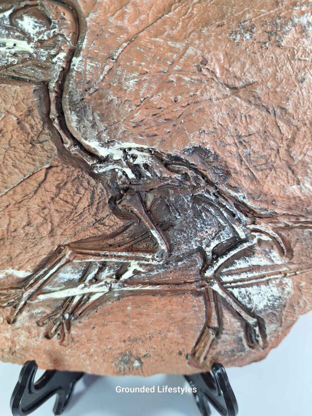 Pterosaur Skeleton Replica Plaque Easel Display Fossil Cast - Image 3