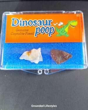 Natural fossil mineral specimens with ancient origin for geological display