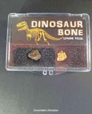 Natural fossilized mineral fragment housed in display case for geological collection