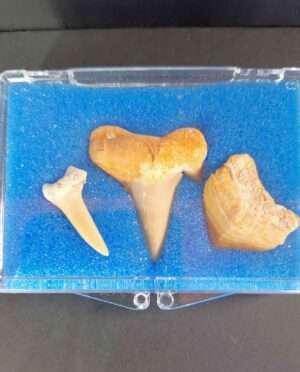 hree fossil shark teeth specimens in protective case – mackerel shark, crow shark, sand tiger shark
