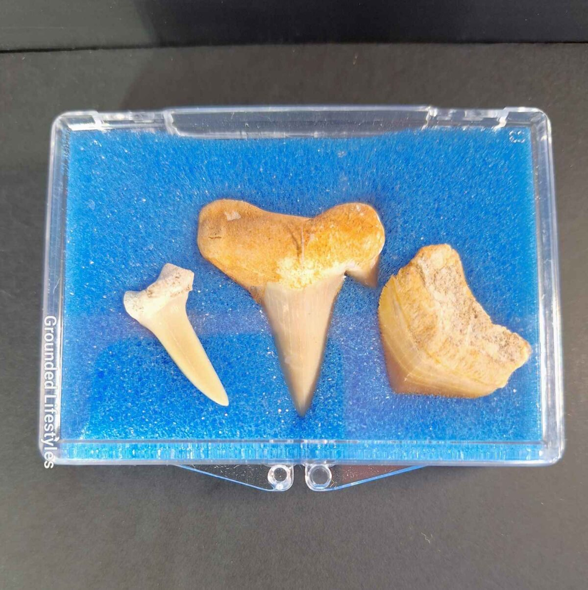 hree fossil shark teeth specimens in protective case – mackerel shark, crow shark, sand tiger shark
