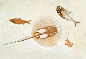 Fossil Collecting Grounded Lifestyles