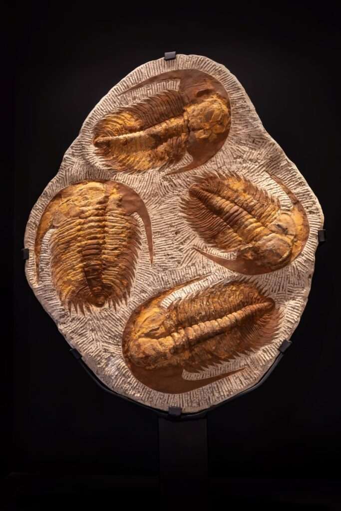 Trilobite cluster Grounded Lifestyles