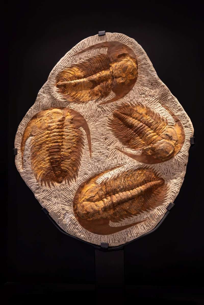 Trilobite cluster Grounded Lifestyles
