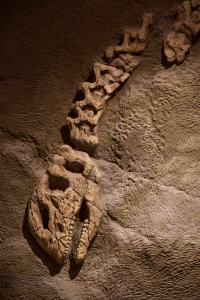 dinosaur bone Grounded Lifestyles