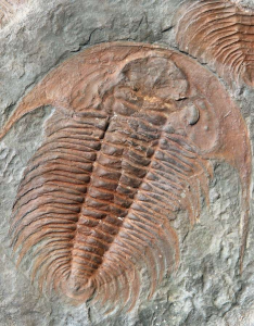trilobite, grounded lifestyles