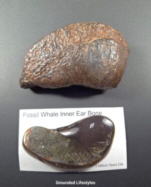 Fossilized Inner Ear Whale Bone