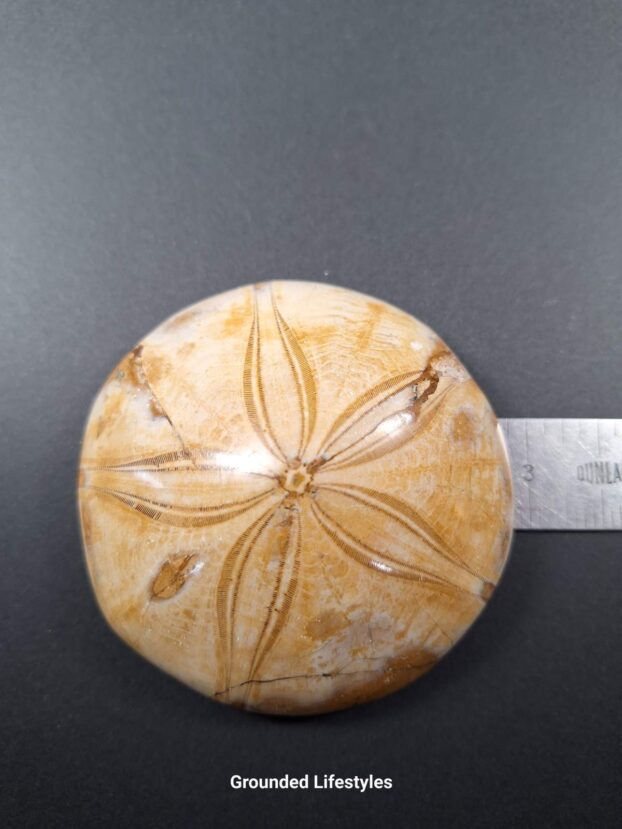 Fossil Sand Dollar