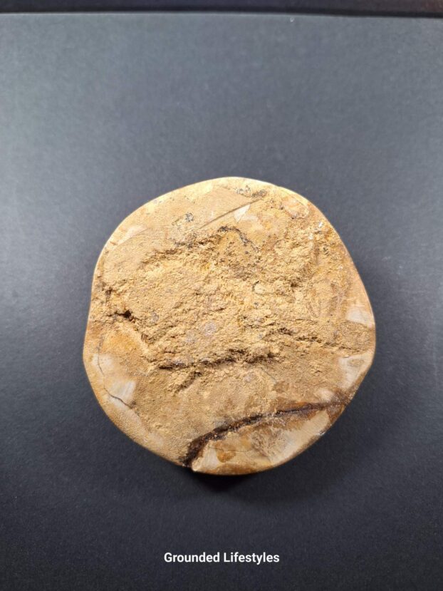 Fossil Sand Dollar