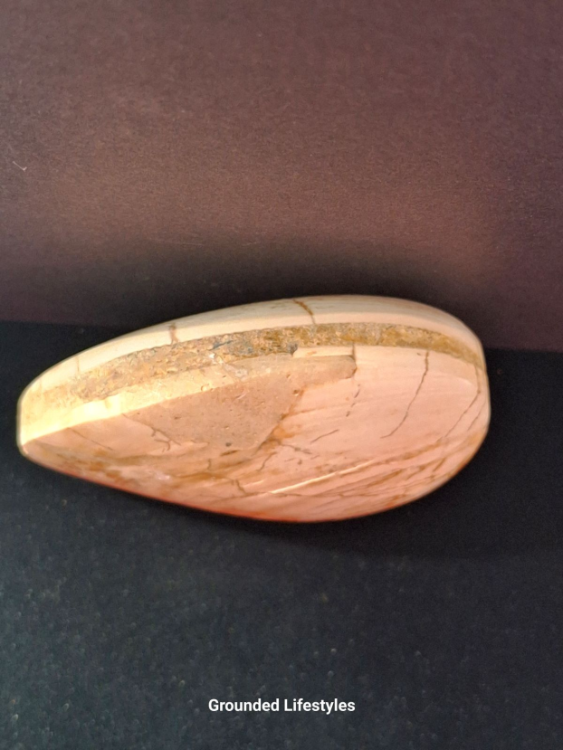 Fossilized clam specimen from Madagascar 3 inches long showing preserved shell detail.