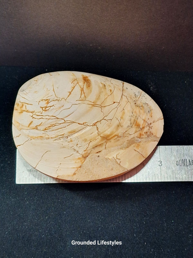 Fossilized clam specimen from Madagascar 3 inches long showing preserved shell detail.