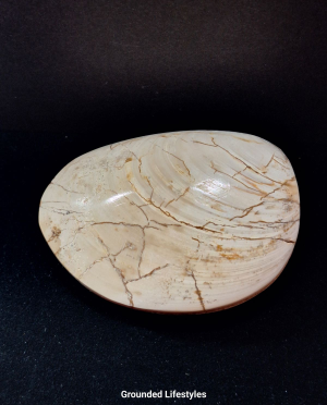 Fossilized clam specimen from Madagascar 3 inches long showing preserved shell detail.