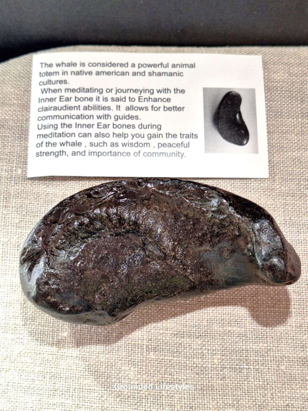 fossilized whale ear bone 1.5 inch specimen