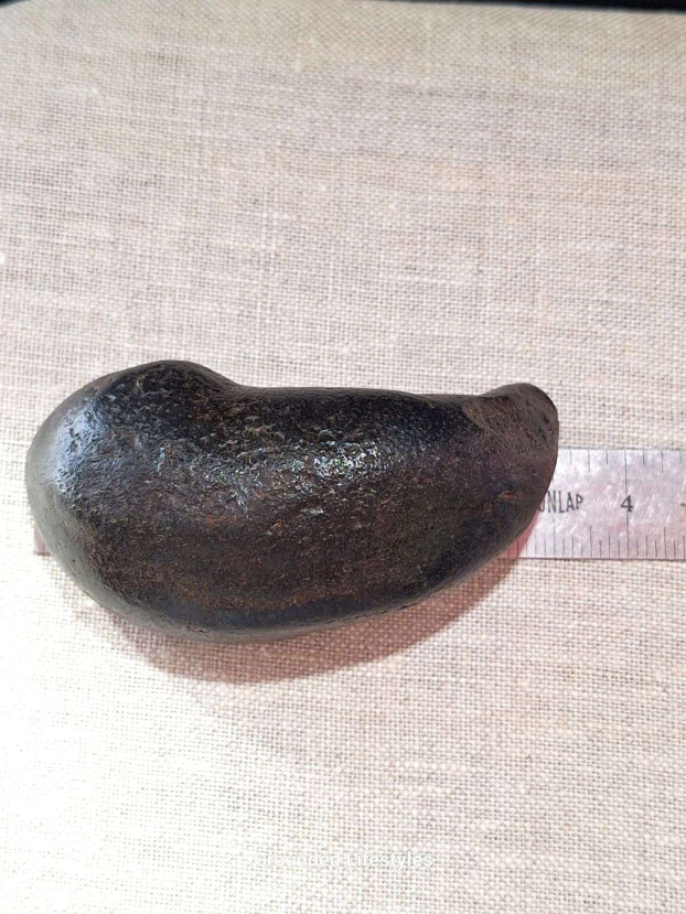 fossilized whale ear bone 1.5 inch specimen