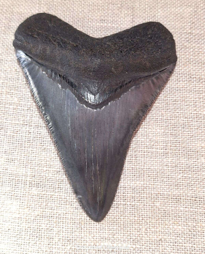 natural megalodon tooth 3.25 inch fossil specimen