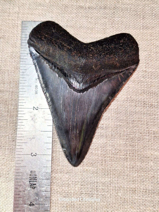 natural megalodon tooth 3.25 inch fossil specimen