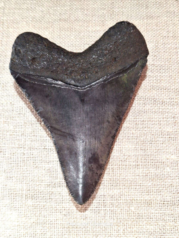 natural megalodon tooth 3.25 inch fossil specimen