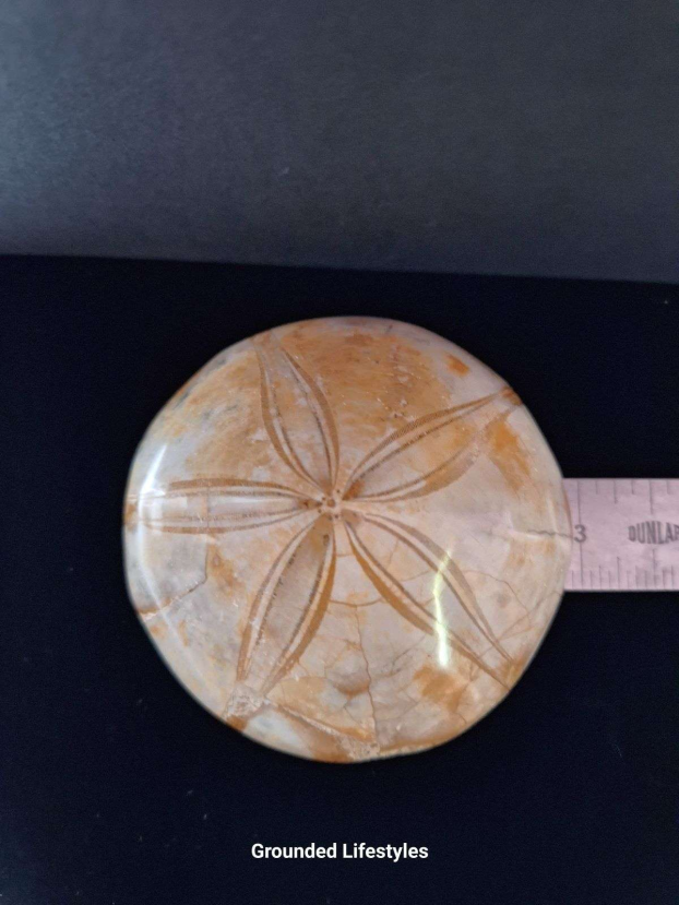 3 inch sand dollar fossil from Madagascar showing five-point pattern