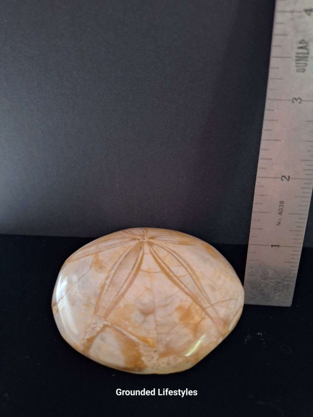 3 inch sand dollar fossil from Madagascar showing five-point pattern