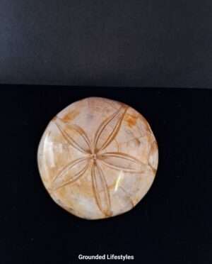 3 inch sand dollar fossil from Madagascar showing five-point pattern