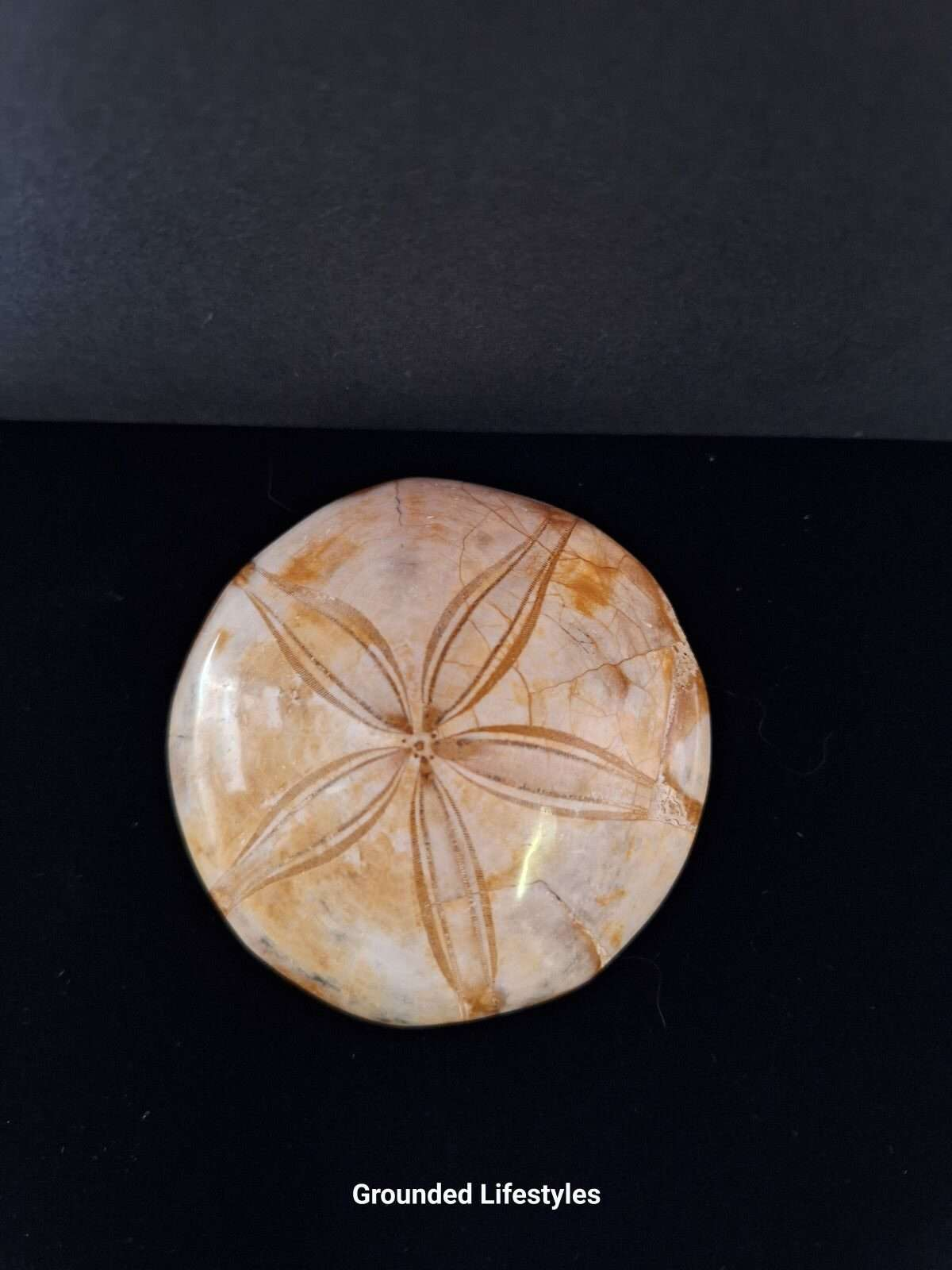 3 inch sand dollar fossil from Madagascar showing five-point pattern