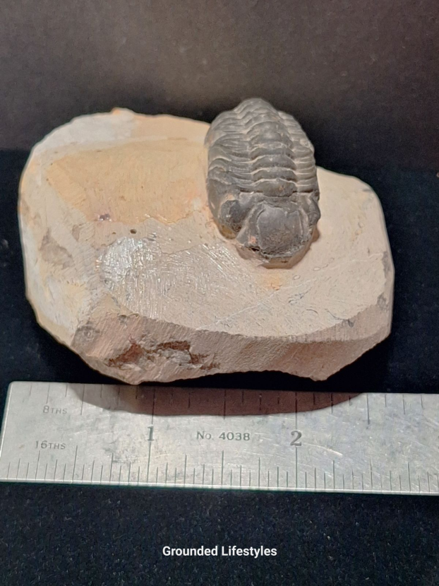 Trilobite fossil in natural matrix from Morocco 2.75 inches long.