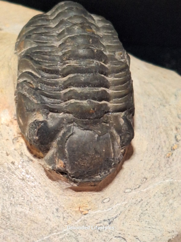 Trilobite fossil in natural matrix from Morocco 2.75 inches long.
