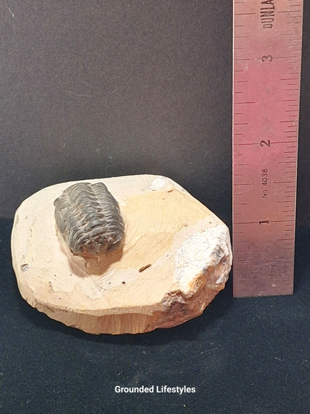 Trilobite fossil in natural matrix from Morocco 2.75 inches long.