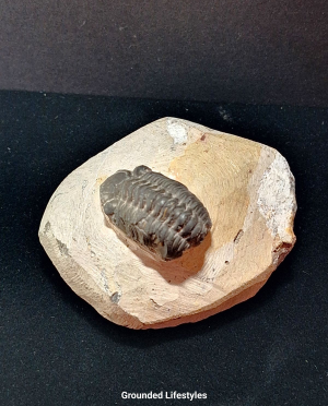 Trilobite fossil in natural matrix from Morocco 2.75 inches long.
