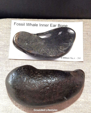 fossilized whale ear bone 1.5 inch specimen